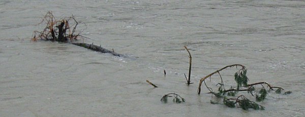 Entwurzelte Bäume treiben die Isar hinunter